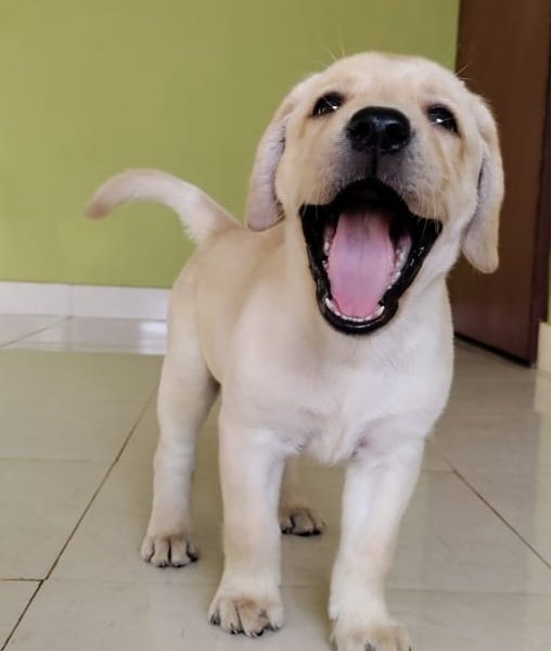 Labrador