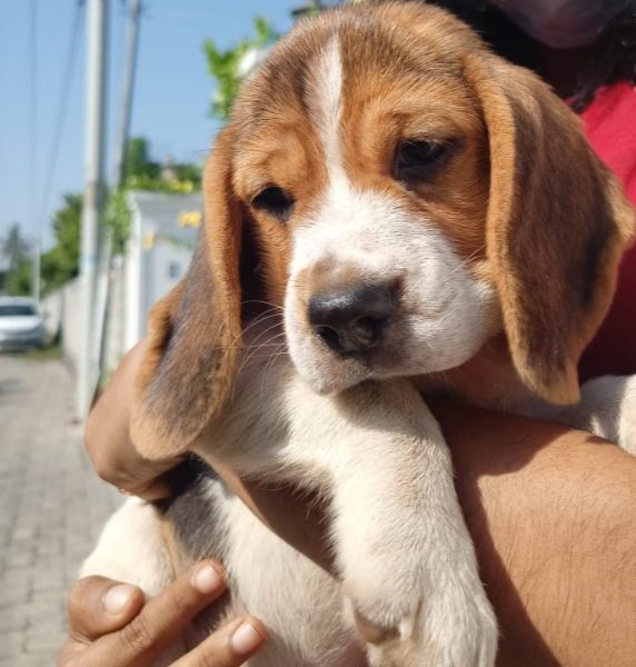 Beagle