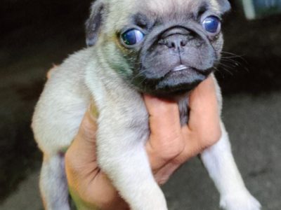 Pug