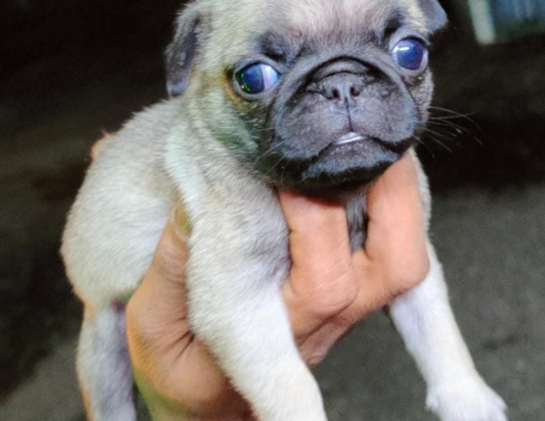 Pug