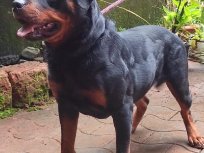 Rottweiler