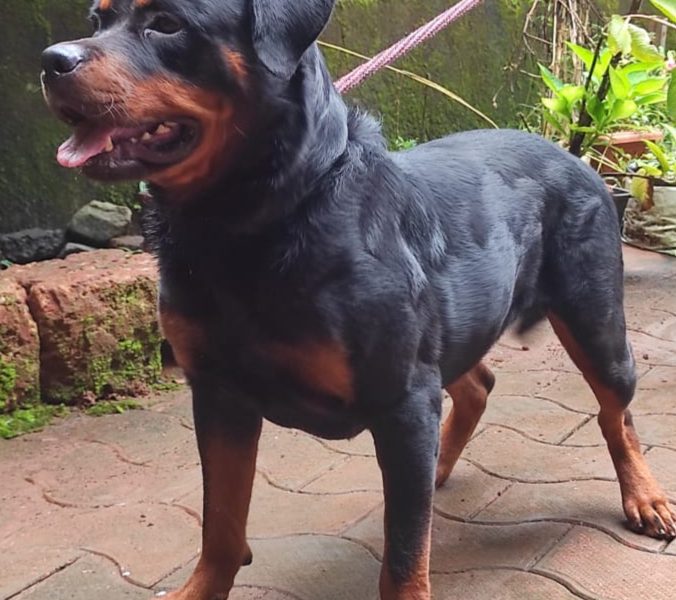 Rottweiler