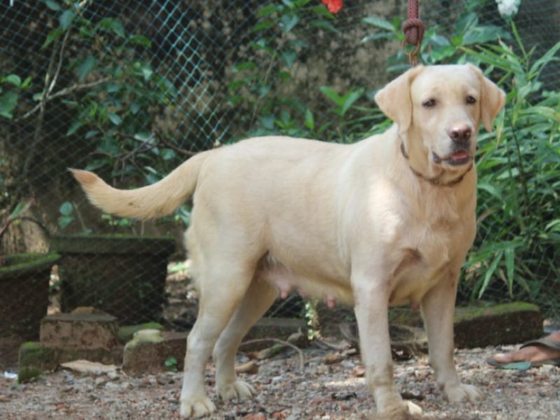 Labrador