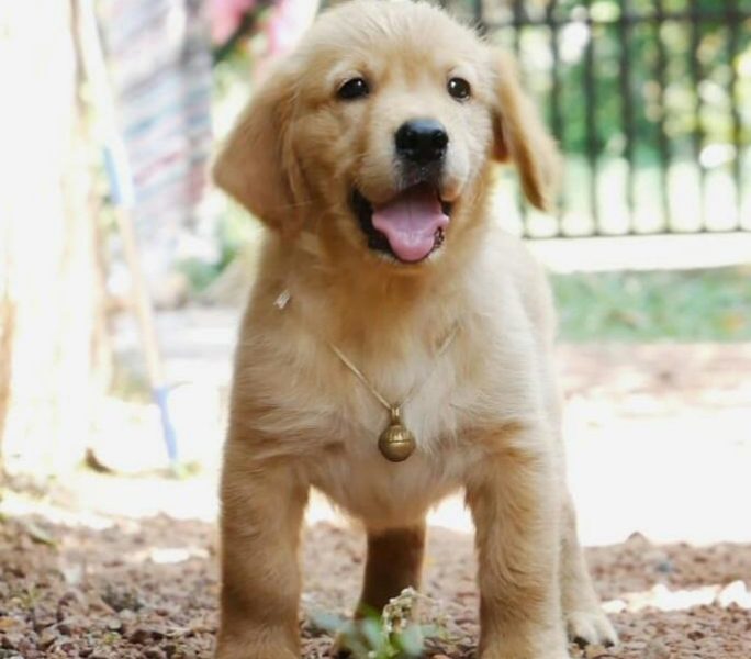 Golden Retriever