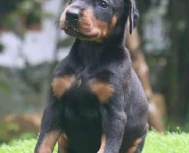 Doberman