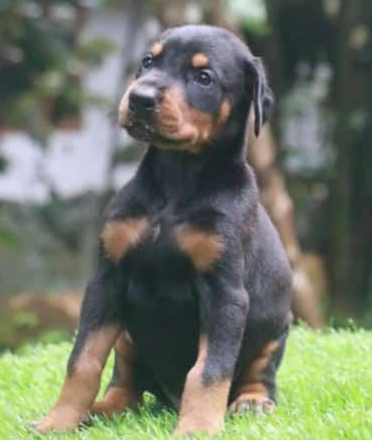 Doberman