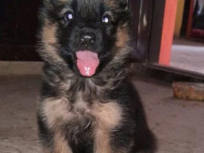 German shepherd