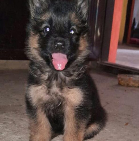 German shepherd