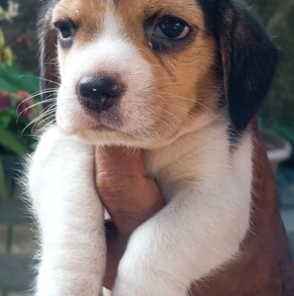 Beagle