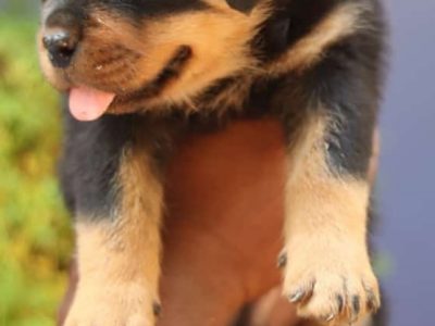 Rottweiler