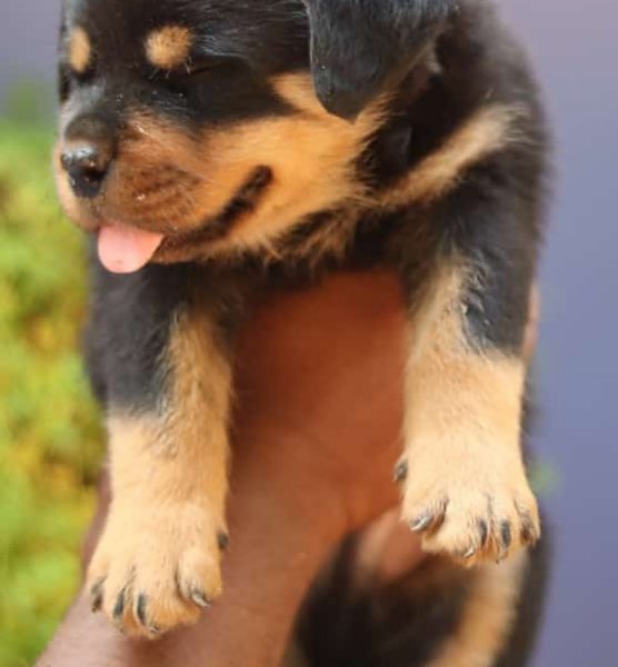 Rottweiler