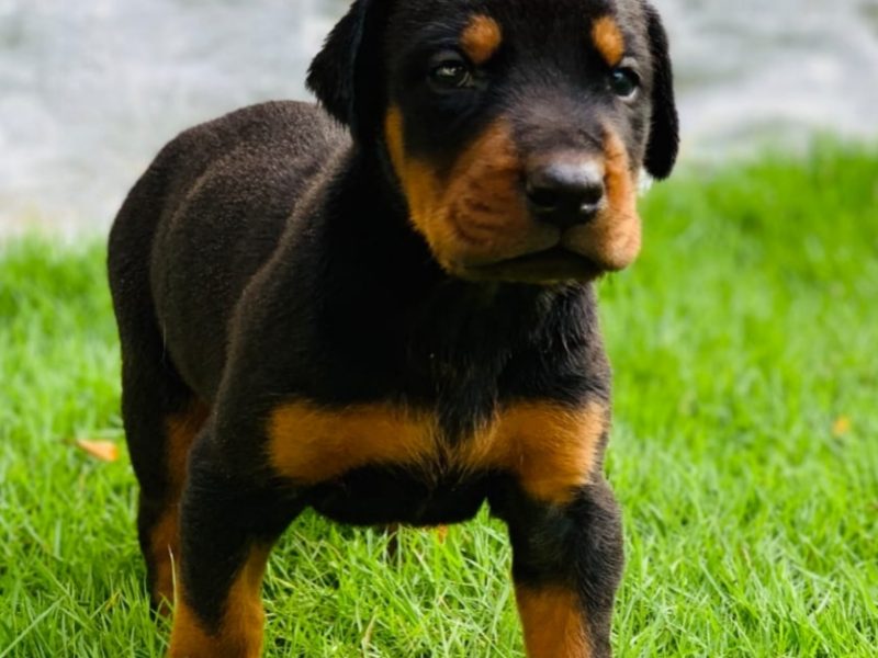 Doberman