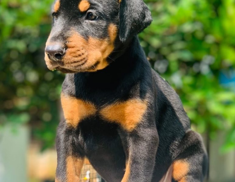 Doberman