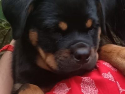 Rottweiler