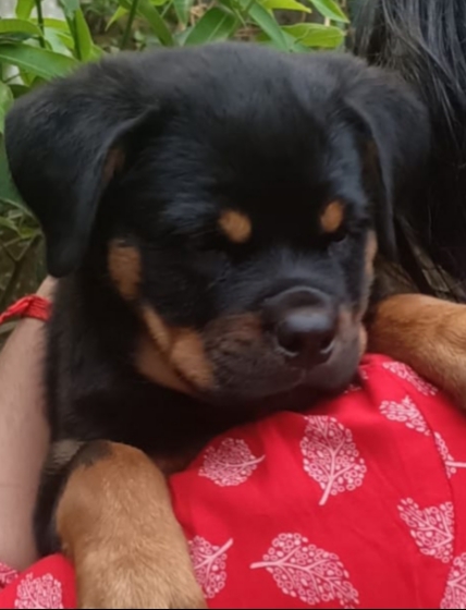 Rottweiler