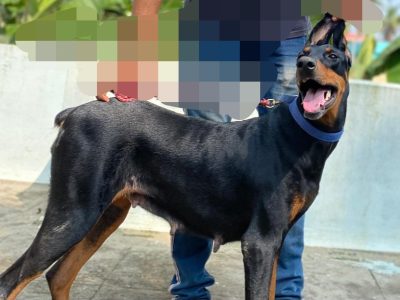 Doberman