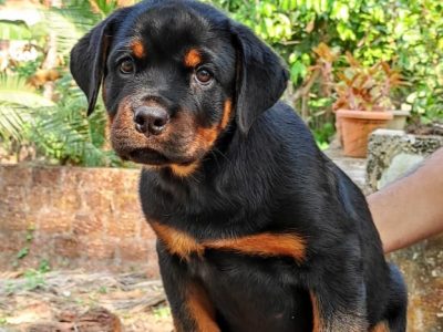 Rottweiler