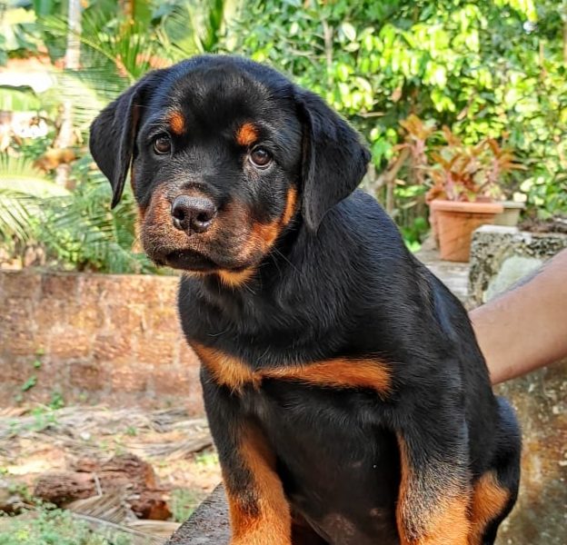 Rottweiler