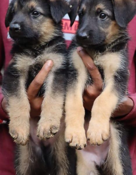 German shepherd