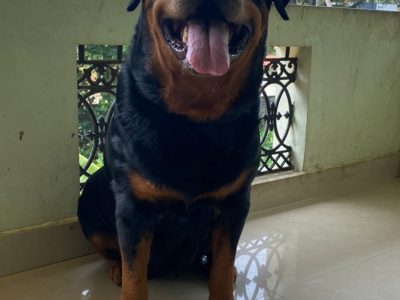 Rottweiler