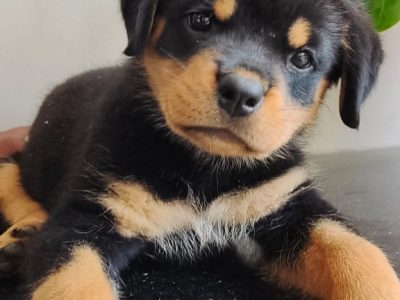 Rottweiler