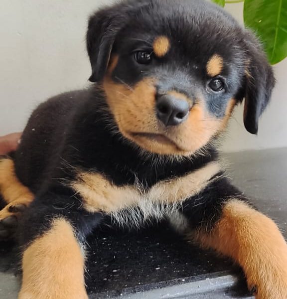 Rottweiler