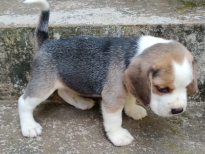 Beagle