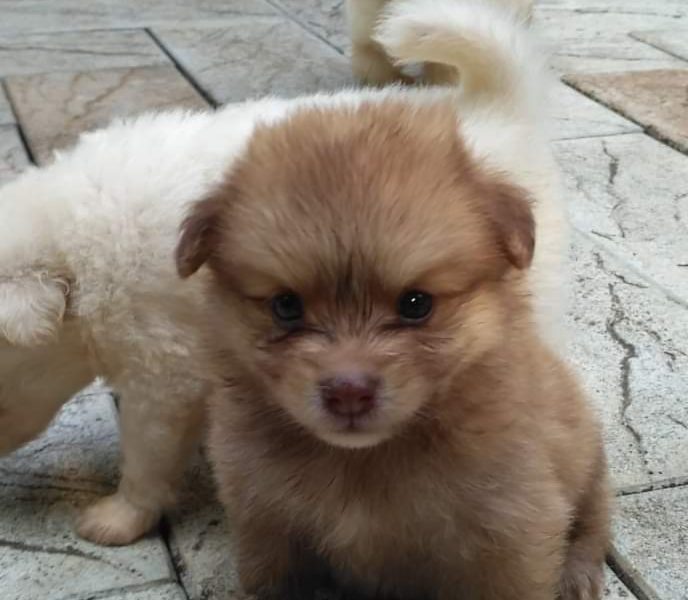 Miniature pom