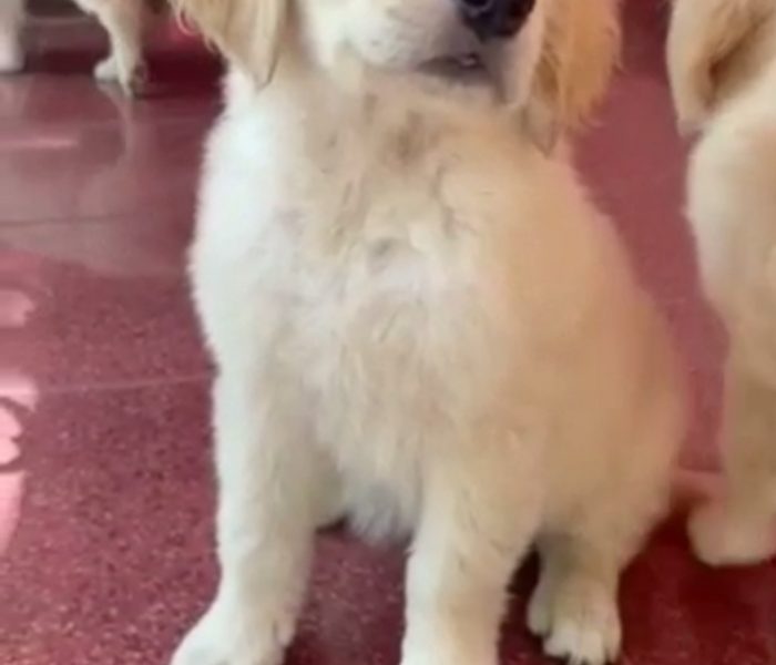 Golden retriever