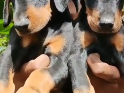 Doberman