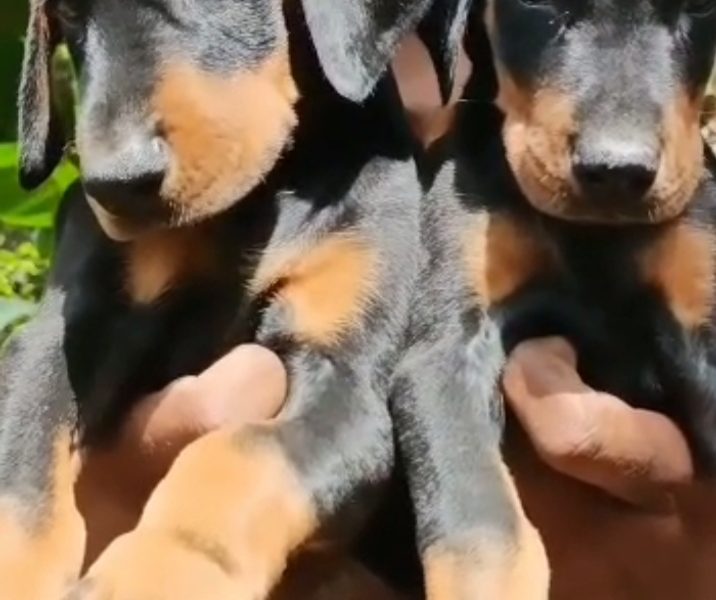 Doberman