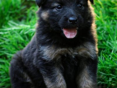 German shepherd