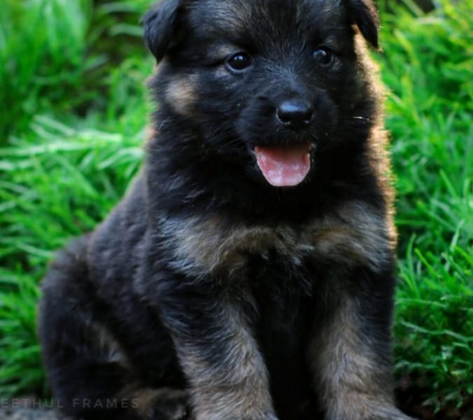 German shepherd