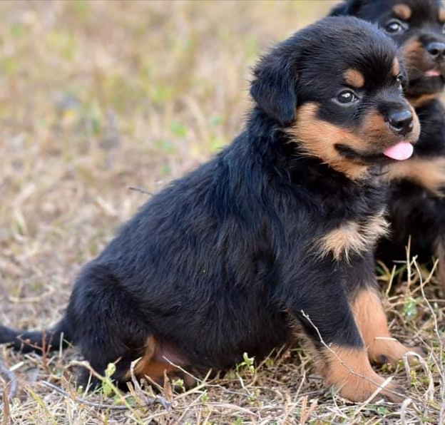 Rottweiler