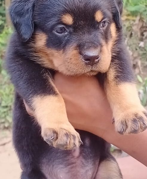 Rottweiler