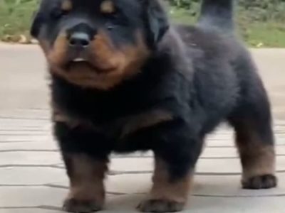 Rottweiler