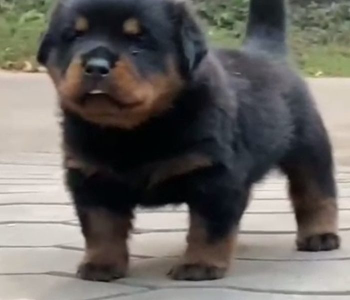 Rottweiler