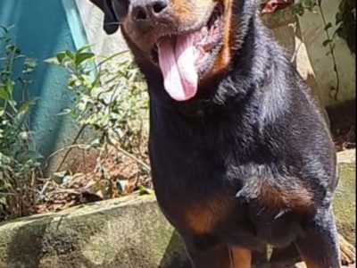 Rottweiler