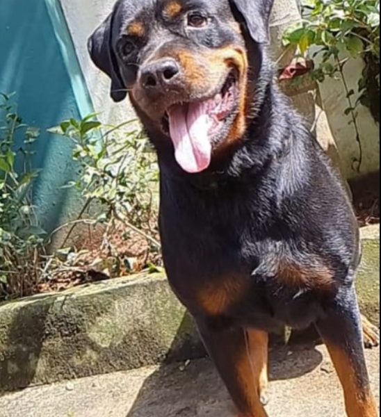 Rottweiler