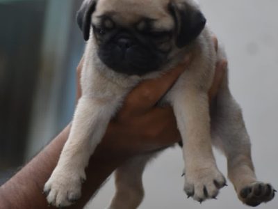 Pug