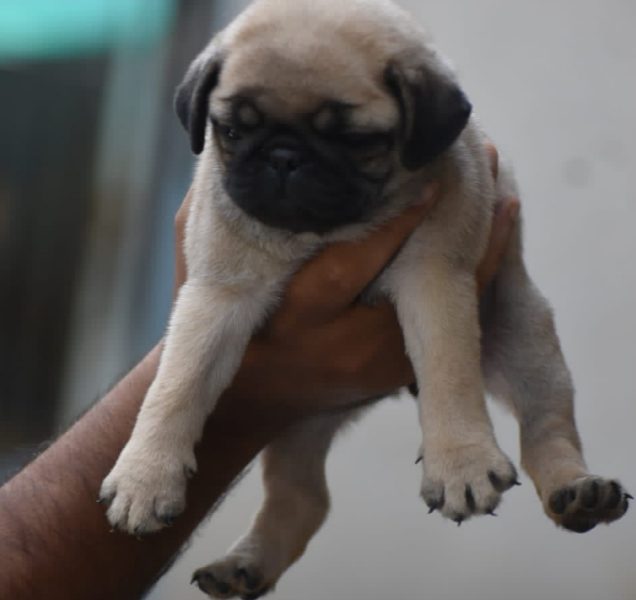 Pug