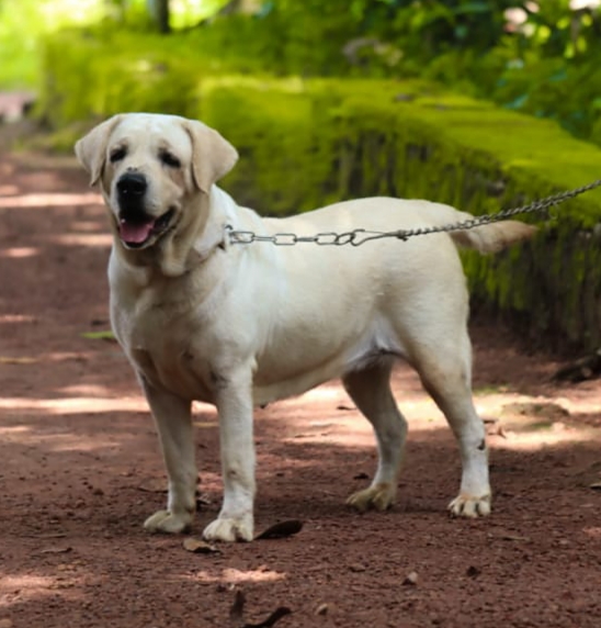 Labrador