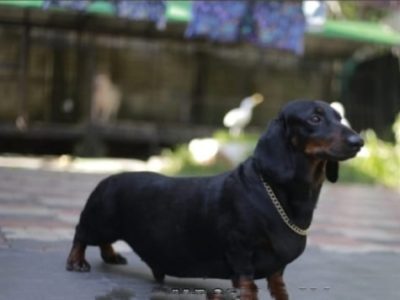 Dachshund