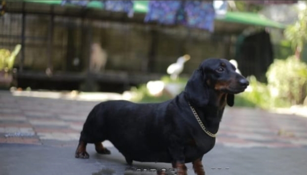 Dachshund