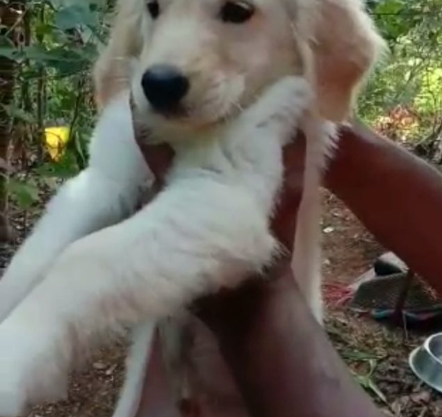 Golden Retriever