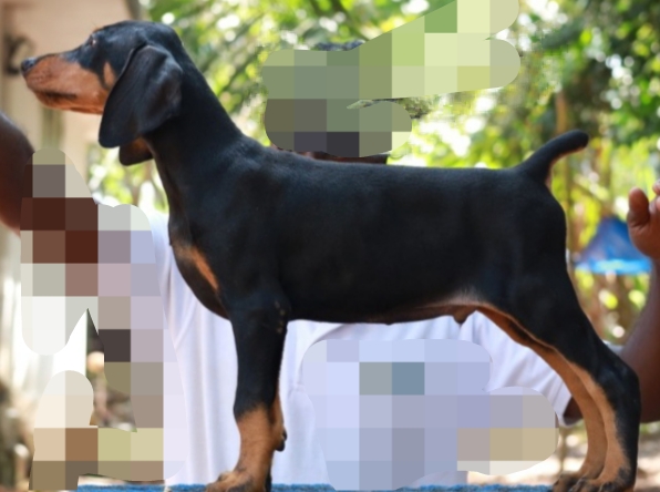 Doberman