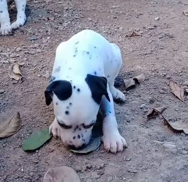 Dalmation