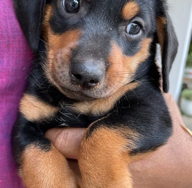 Dachshund