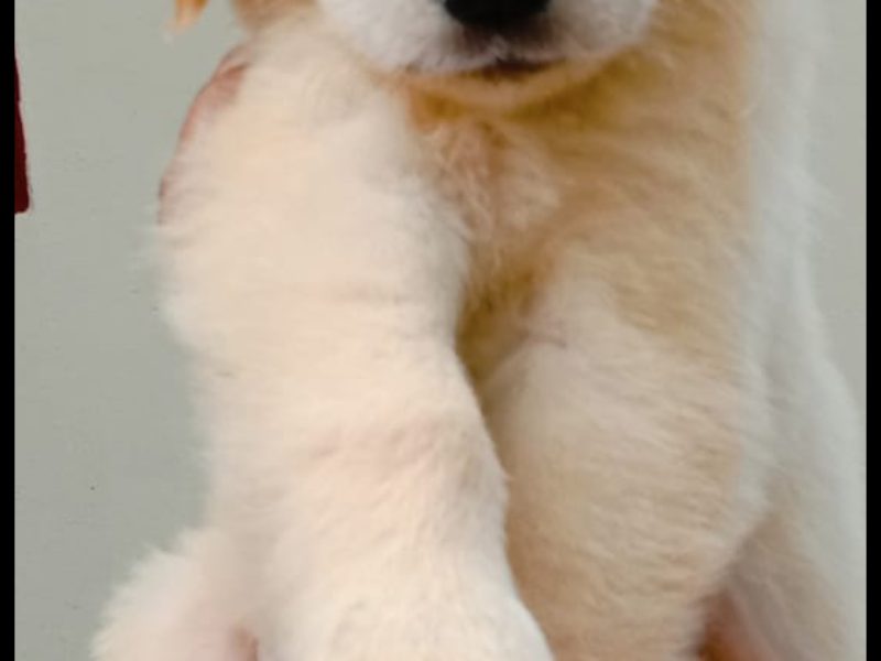 Golden retriever