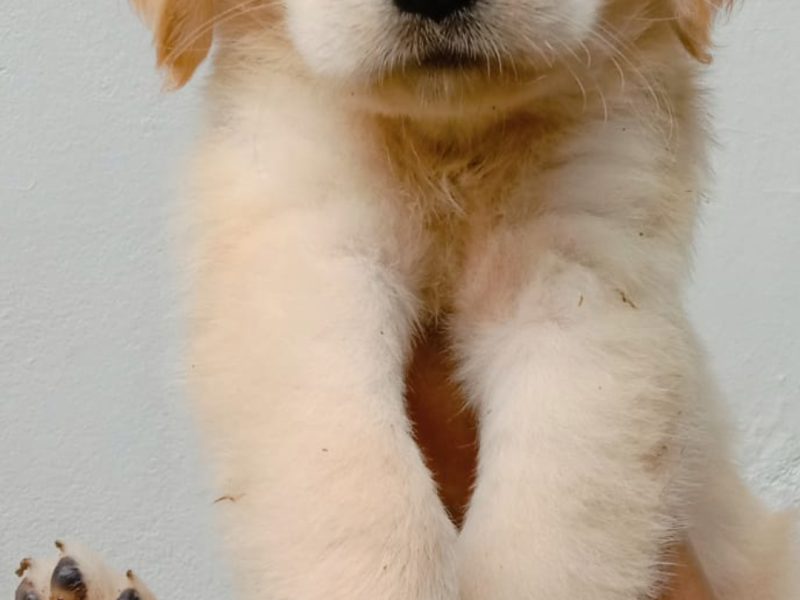 Golden retriever